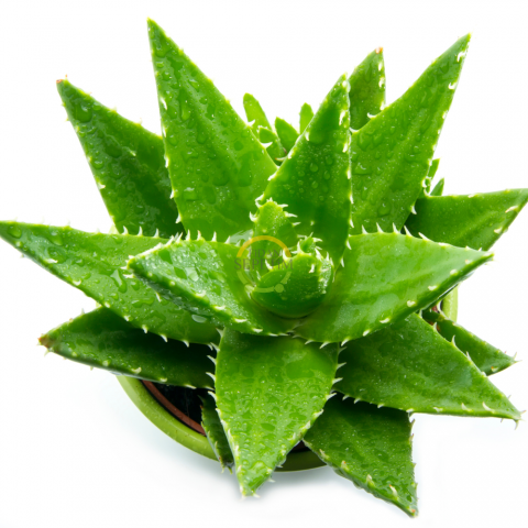Aloe Vera Bitkisi 10'lu Ekonomik Paket