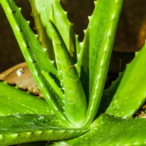 Aloe Vera Bitkisi 10'lu Ekonomik Paket