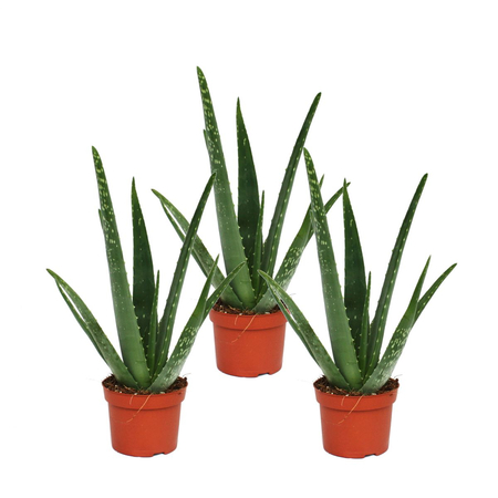 Aloe Vera Bitkisi 3'lü Ekonomik Paket