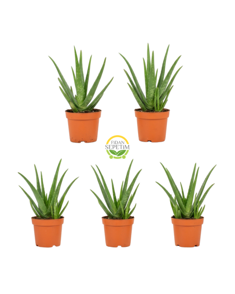 Aloe Vera Bitkisi 5'li Ekonomik Paket