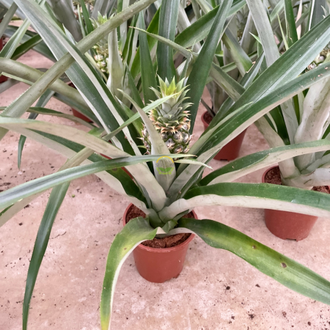 Ananas Bitkisi *Üzeri Meyveli*
