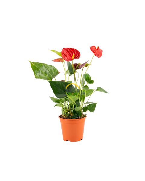 Antoryum Çiçeği 30cm 'Anthurium Andraeanum' (Flamingo Çiçeği)