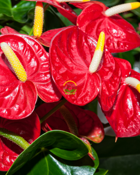 Antoryum Çiçeği 30cm 'Anthurium Andraeanum' (Flamingo Çiçeği)