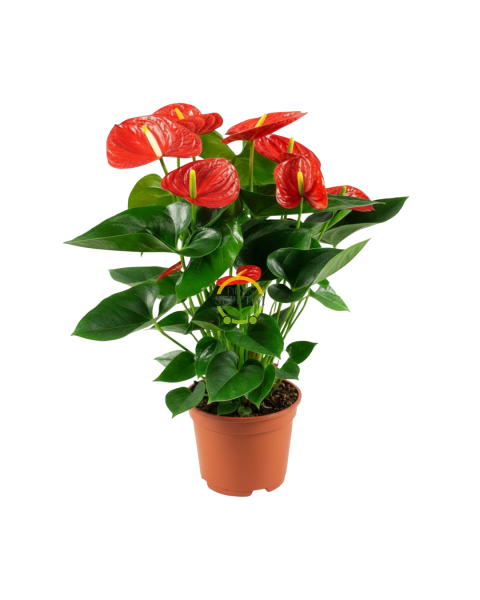 Antoryum Çiçeği 40-50cm