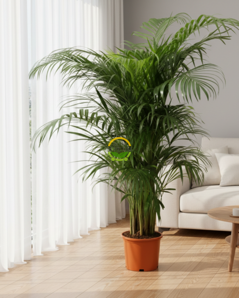 Areca Palmiyesi Bitkisi 120-140cm