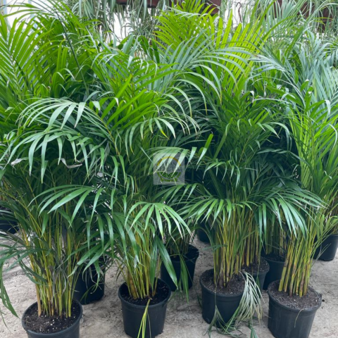 Areca Palmiyesi Bitkisi 80-90cm