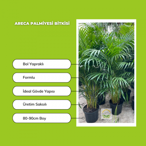 Areca Palmiyesi Bitkisi 80-90cm