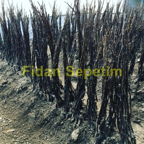 Aşılı Fernette Ceviz Fidanı -Açık Kök-