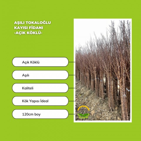 Aşılı Tokaloğlu Kayısı Fidanı -Açık Köklü-