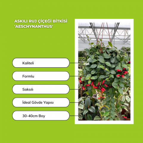 Askılı Ruj Çiçeği Bitkisi 'Aeschynanthus'