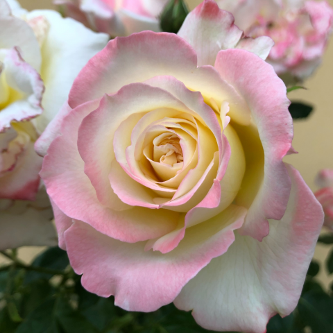 Athena Gül Fidanı - Krem/Pembe