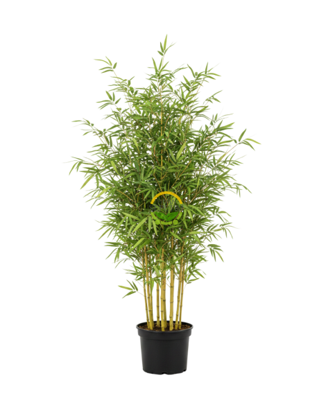 Bambu Bitkisi (Bambusa Aurea) 150cm
