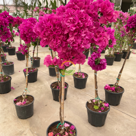 Begonvil Fidanı Tijli - Bogunvillea glabra