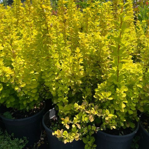 Berberis thunbergii maria - Sarı Yapraklı Berberis Fidanı