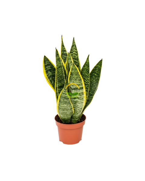 Bodur Paşa Kılıcı Çiçeği Sanseveria 25-30cm