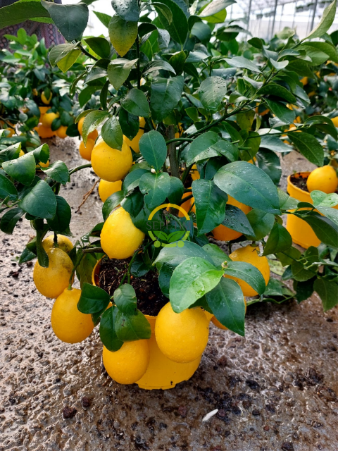 Bodur Yediveren Limon Fidanı