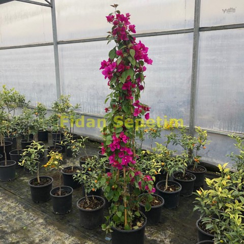 Bogunvillea Qlabra Fidanı Piramit 180 Cm
