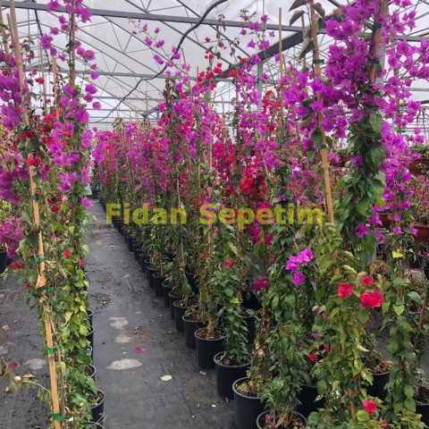 Bogunvillea Qlabra Fidanı Piramit 180 Cm