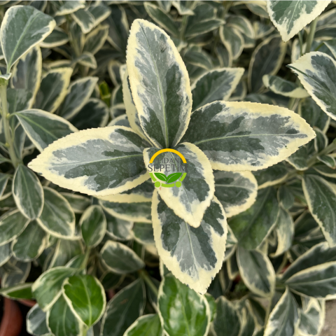 Bravo Taflan Fidanı 'Euonymus japonica Bravo'