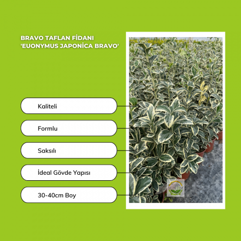 Bravo Taflan Fidanı 'Euonymus japonica Bravo'