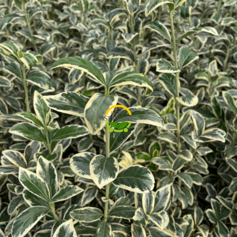 Bravo Taflan Fidanı 'Euonymus japonica Bravo'