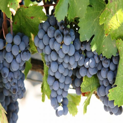 Cabarnet Sauvignon Üzüm Fidanı -Açık Kök-