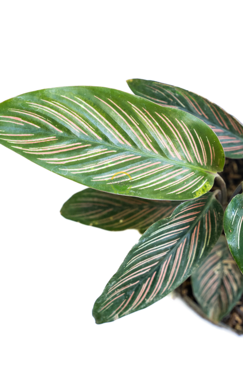 Calathea Beauty Star Bitkisi 'Dua Çiçeği'