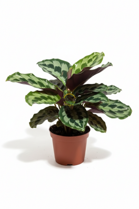 Calathea Helen Kennedy Bitkisi 'Dua Çiçeği'