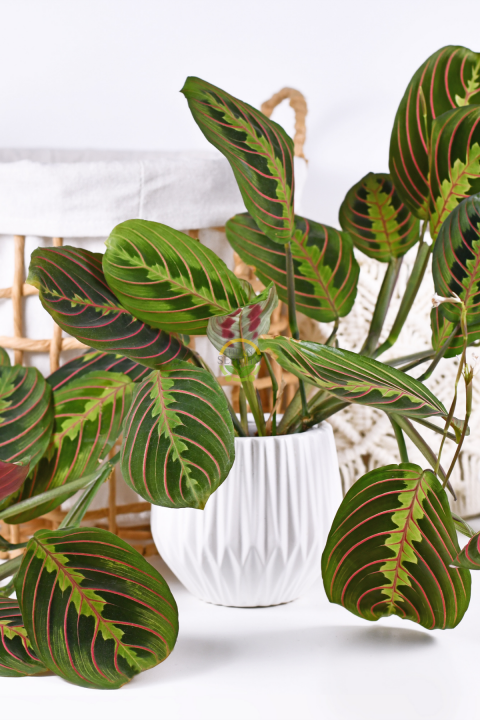 Calathea Maranta Bitkisi 'Dua Çiçeği'