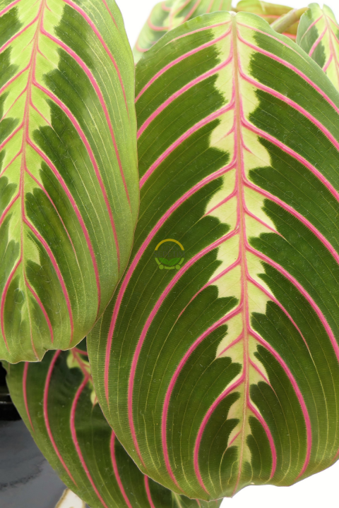 Calathea Maranta Bitkisi 'Dua Çiçeği'
