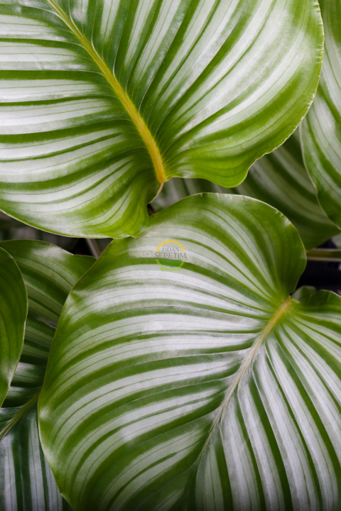 Calathea Orbifolia Bitkisi 'Dua Çiçeği'