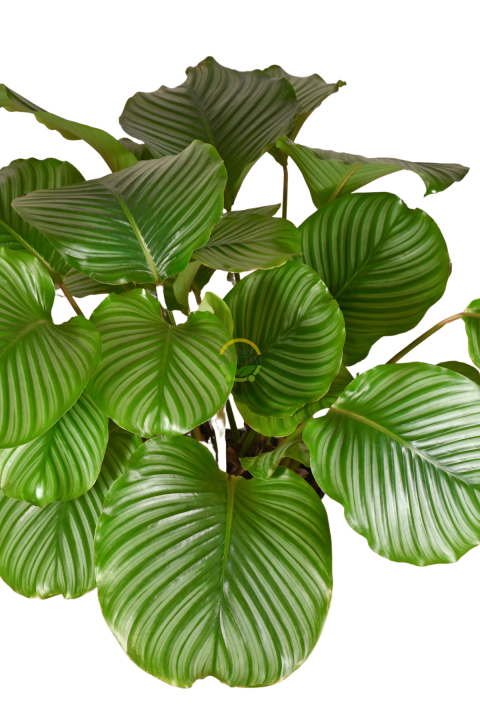 Calathea Orbifolia Bitkisi 'Dua Çiçeği'