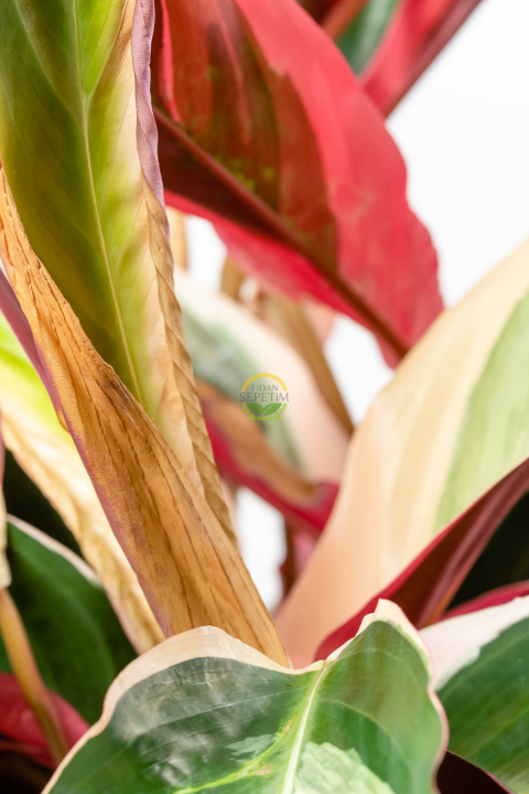 Calathea Triostar Bitkisi 'Dua Çiçeği'