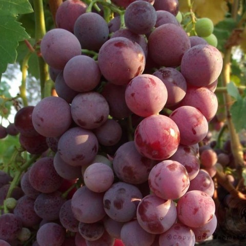 Cardinal Üzüm Fidanı -Açık Kök-