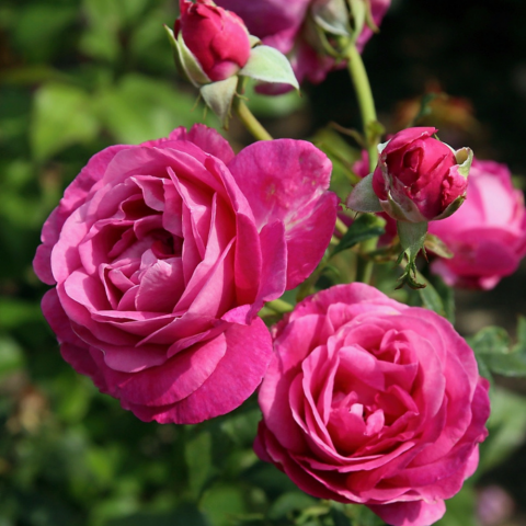 Carmen Wurth Gül Fidanı - Mor