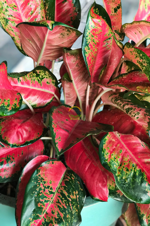 Çin Herdemyeşili Bitkisi 'Aglaonema Red Joy'