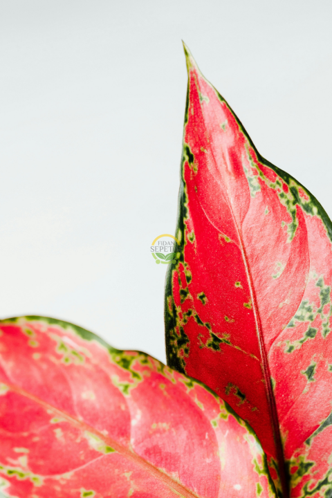 Çin Herdemyeşili Bitkisi 'Aglaonema Red Joy'