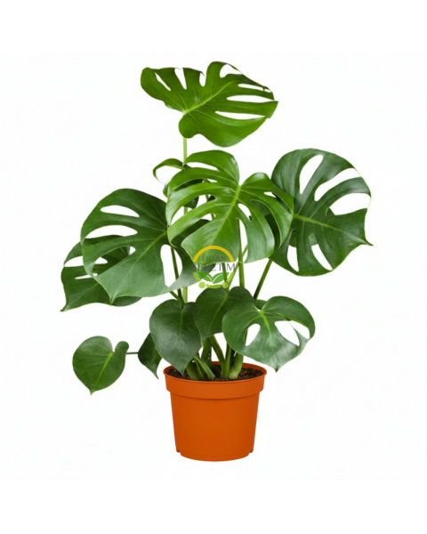 Çok Gövdeli İri Yapraklı Deve Tabanı Bitkisi XL Boy 'Monstera Deliciosa'