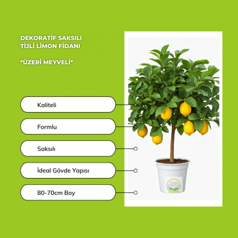 Dekoratif Saksılı Tijli Limon Fidanı