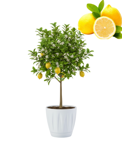Dekoratif Saksılı Tijli Limon Fidanı