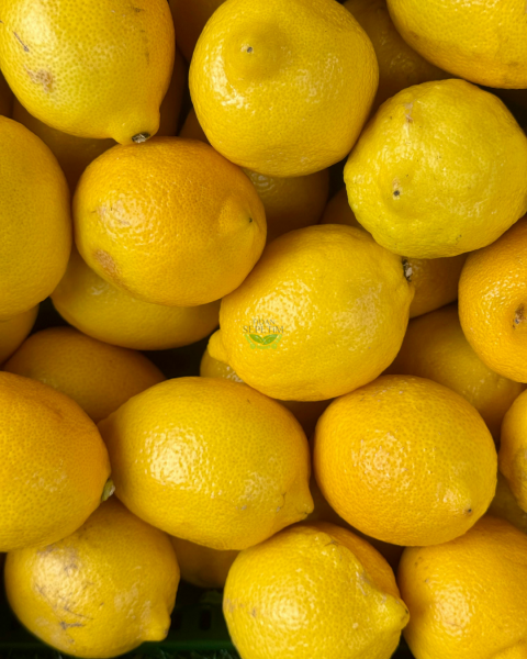 Dekoratif Saksılı Tijli Limon Fidanı