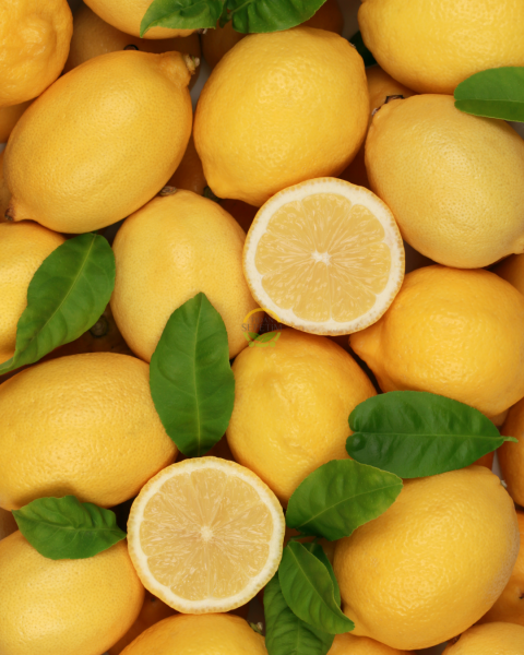 Dekoratif Saksılı Tijli Limon Fidanı