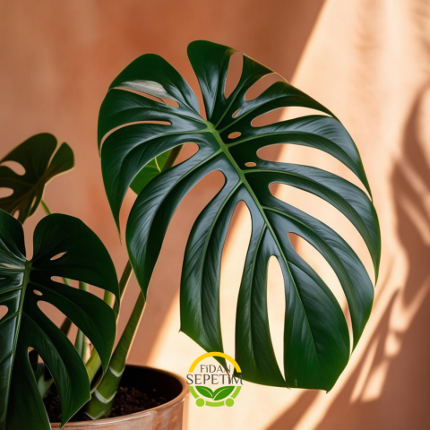 Deve Tabanı Bitkisi 40-50cm (Monstera Deliciosa)