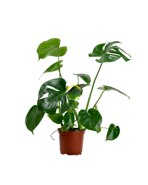 Deve Tabanı Bitkisi 40-50cm (Monstera Deliciosa)