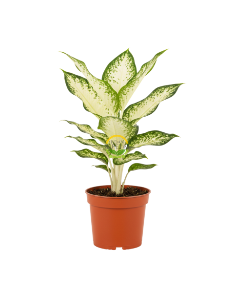 Difenbahya 'Camilla' Bitkisi 40-50cm