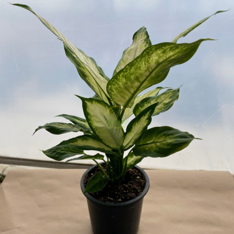 Difenbahya 'Camilla' Bitkisi 40-50cm