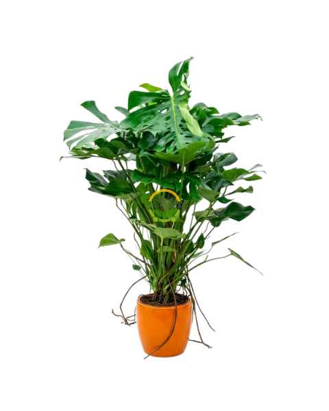 Dolgun Formlu Deve Tabanı Çiçeği 130-150 cm Yosun Sopalı (Monstera Deliciosa)