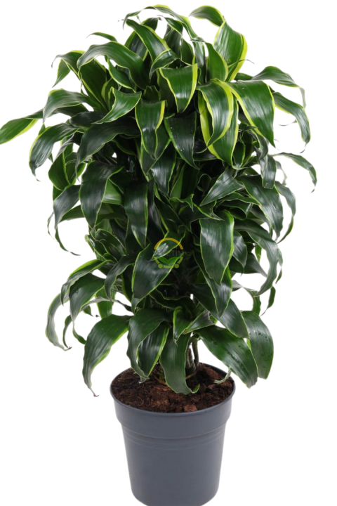 Dracaena Fragrans Dorado Bitkisi L Boy