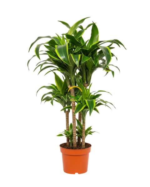 Dracaena Fragrans Dorado Bitkisi XL Boy