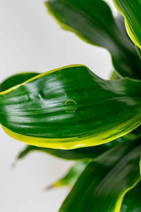 Dracaena Fragrans Dorado Bitkisi XL Boy